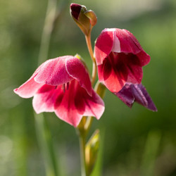 Gladiolus Types, Gladiolus Varieties, Gladiolus Grandiflora, Gladiolus Nanus, Gladiolus communis